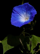 Takayama-Morning Glory 11-0754